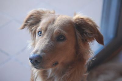 Close-up portrait of dog