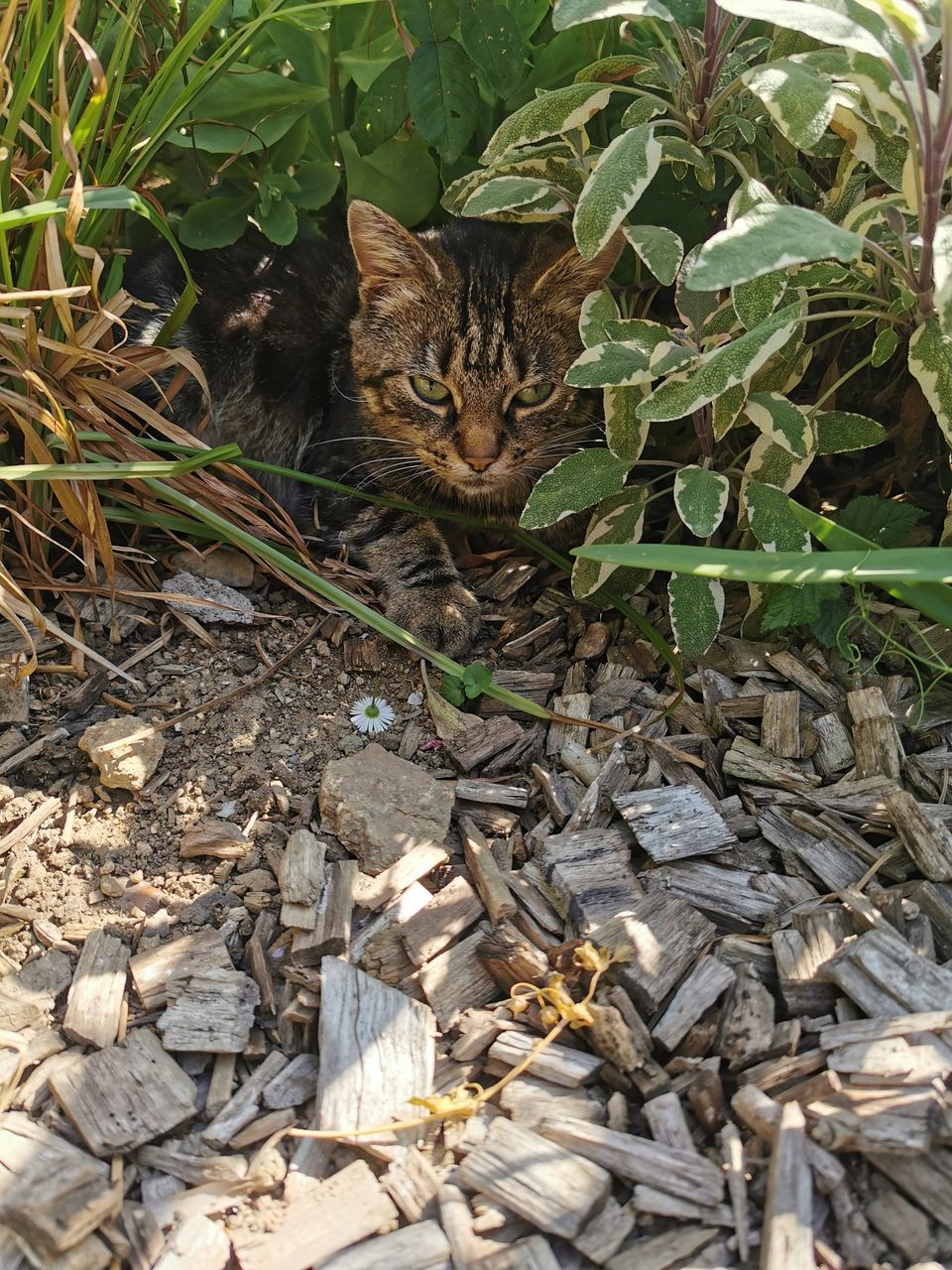 HIGH ANGLE VIEW OF CAT ON PLANT