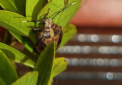 Close-up of insect on leaf