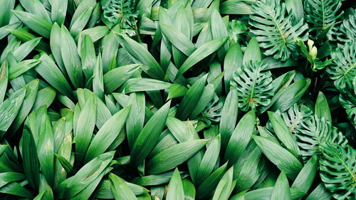 Full frame shot of leaves