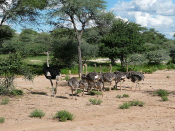 Horses on road by trees