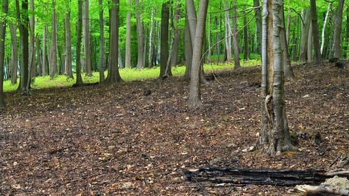 Trees growing on field in forest