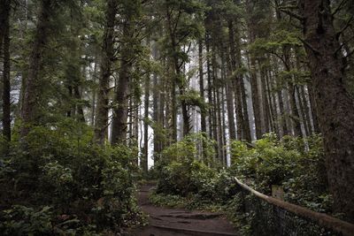 Pine trees in forest
