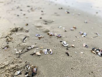 High angle view of shells on beach