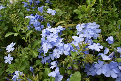 Close-up of purple flowering plants