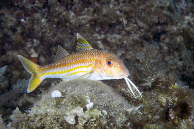 Fish swimming in sea