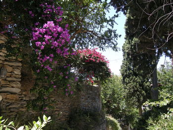 Low angle view of plants