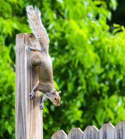 Close-up of squirrel on tree