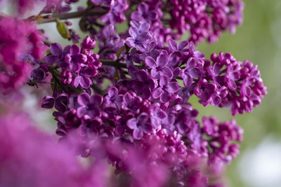 Close-up of purple lilac flower