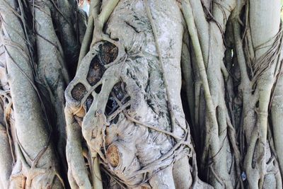 Full frame shot of tree trunk