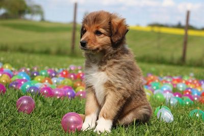 Puppy relaxing by colorful balls on grassy field