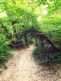 Dirt road passing through forest