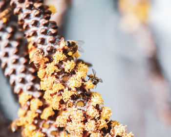 Close-up of bee on a plant