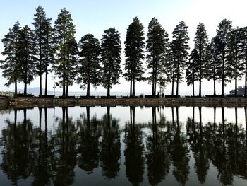 Reflection of trees in lake against sky