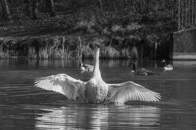 Young mute swan cygnet with grey and white feathers washing in lake pond with wings fully extended 