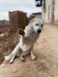 Close-up of a dog looking away