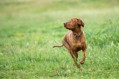 Dog running on field