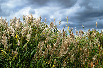 Low angle view of plants against cloudy sky