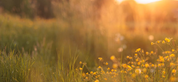 Close-up of plants on field