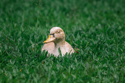 Bird on a field