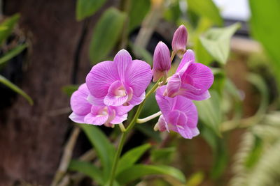 Close-up of pink flowering plant