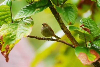 Close-up of bird perching on branch