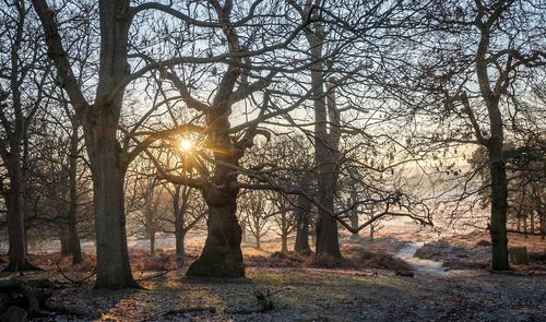 Trees at sunset