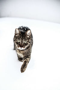 Portrait of cat sitting on floor