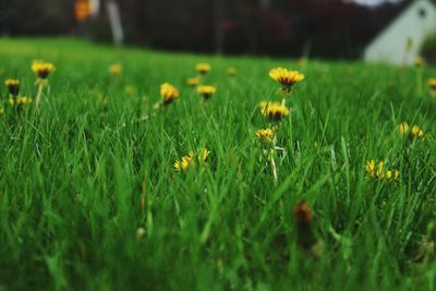 Close-up of flowers growing in field