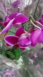 Close-up of pink flowers blooming outdoors