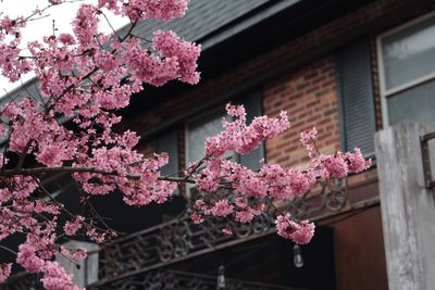 Low angle view of pink flowering plant against building