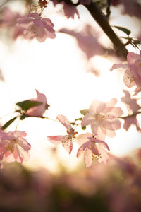 Close-up of pink cherry blossoms in spring