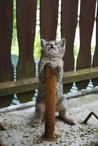 Close-up of cat on tree trunk