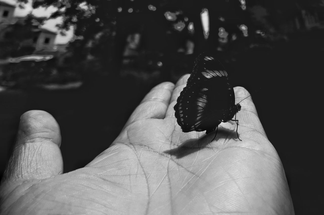 CLOSE-UP OF BUTTERFLY ON HAND HOLDING LEAF