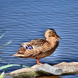 Side view of duck on rock in lake