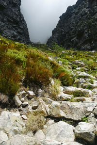 Plants growing on rocks by stream