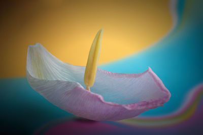 Close-up of yellow flower against blurred background