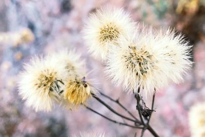 Close-up of thistle