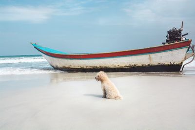 View of a dog on beach