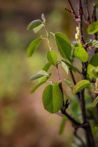 Close-up of fresh green plant