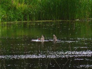 Men swimming in lake