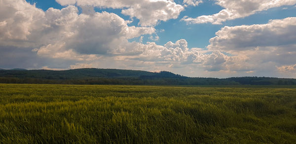 Scenic view of agricultural field against sky