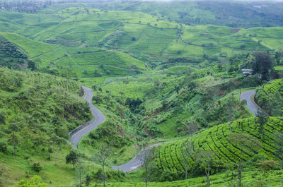 High angle view of trees on land