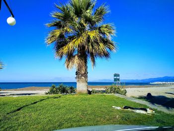 Palm trees on beach against blue sky