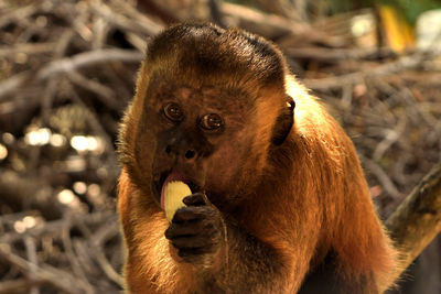 Capuchin monkey or prego macaque on rio parnaiba delta, brazil.