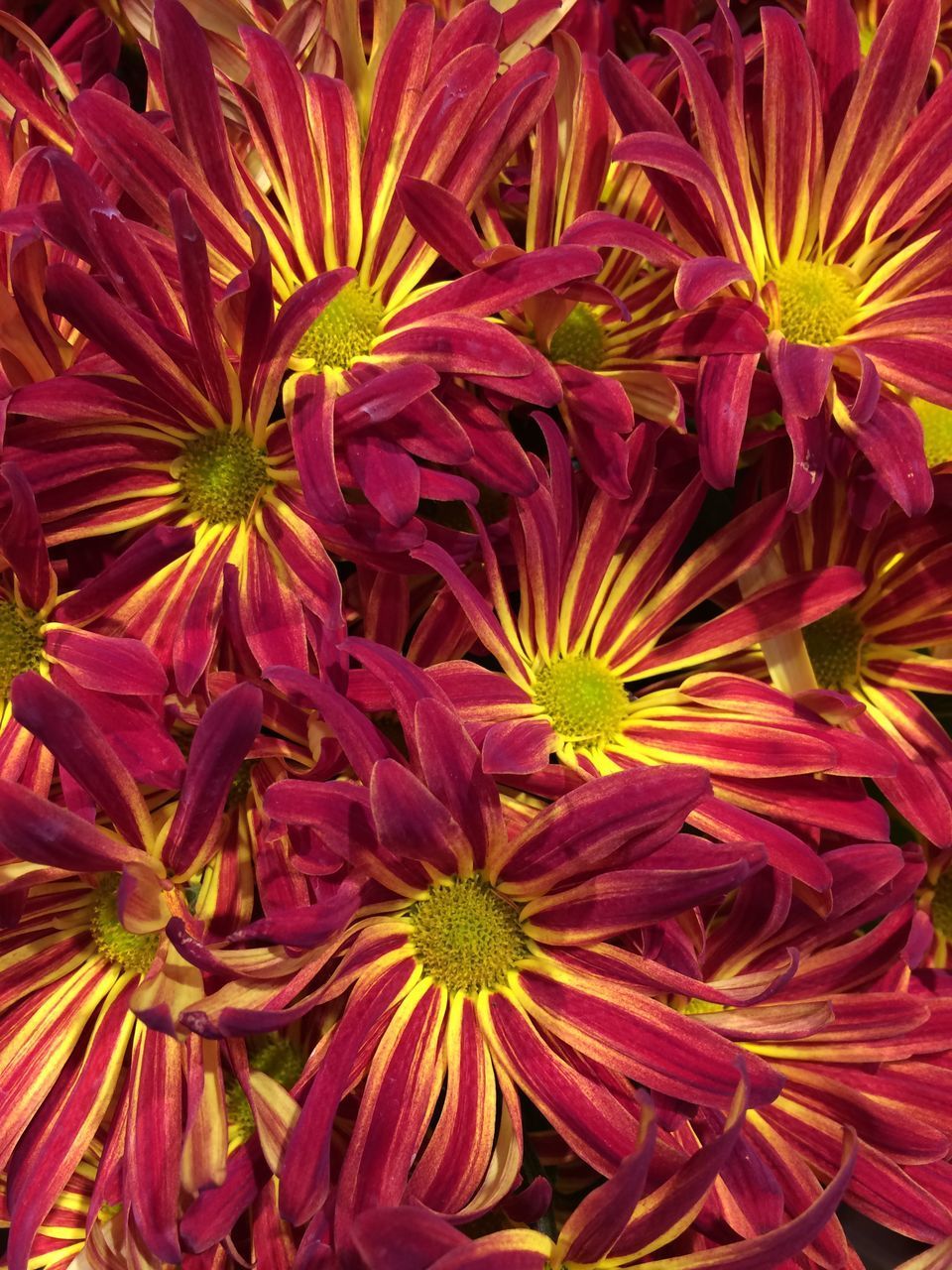 FULL FRAME SHOT OF PINK FLOWER