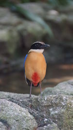 Close-up of bird perching on rock