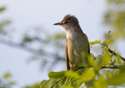 Low angle view of bird perching on tree