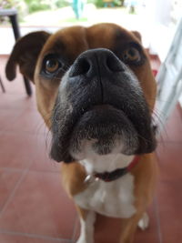 Close-up portrait of dog