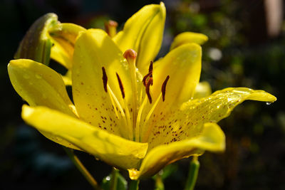 Close-up of wet yellow lily blooming outdoors